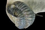 Crotalocephalina & Dalejeproetus Trilobite - Flying Preparation #86901-4